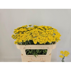 Achillea 'Moonshine'