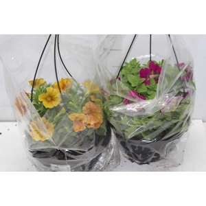 PETUNIA C21