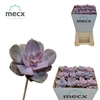 Echeveria Pearl V Neurenberg (mecx Flowers) Mecx-e
