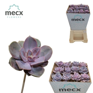 Echeveria Pearl V Neurenberg (mecx Flowers) Mecx-e