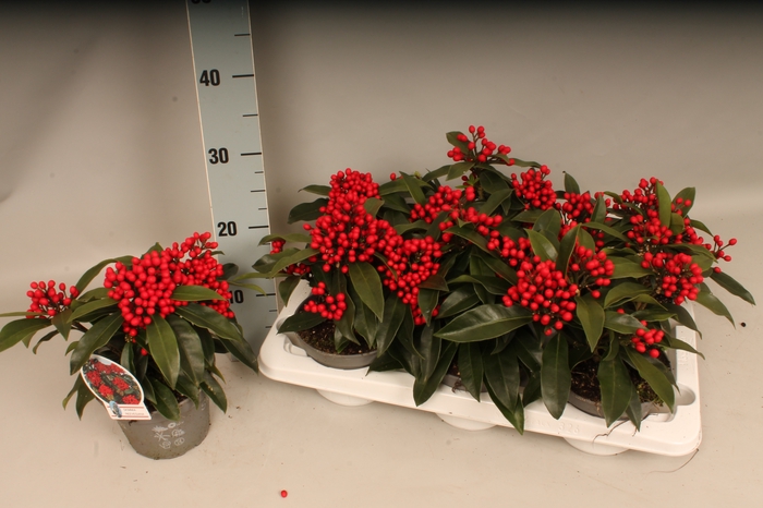 <h4>Skimmia Reevesiana</h4>