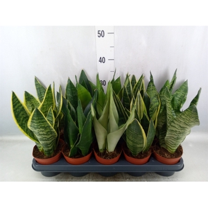 Sansevieria trifa.   ...