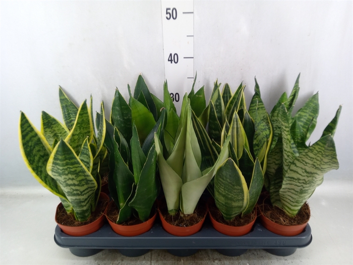 Sansevieria trifa.   ...