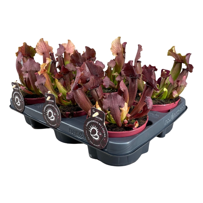 <h4>Sarracenia Maroon</h4>