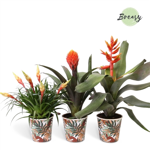 <h4>Bromelia Royal Green - 13cm in Ponza | Mimesis</h4>