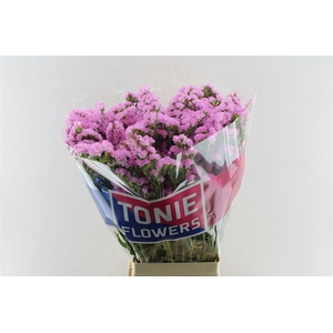 Lim S Rosel Su Birds