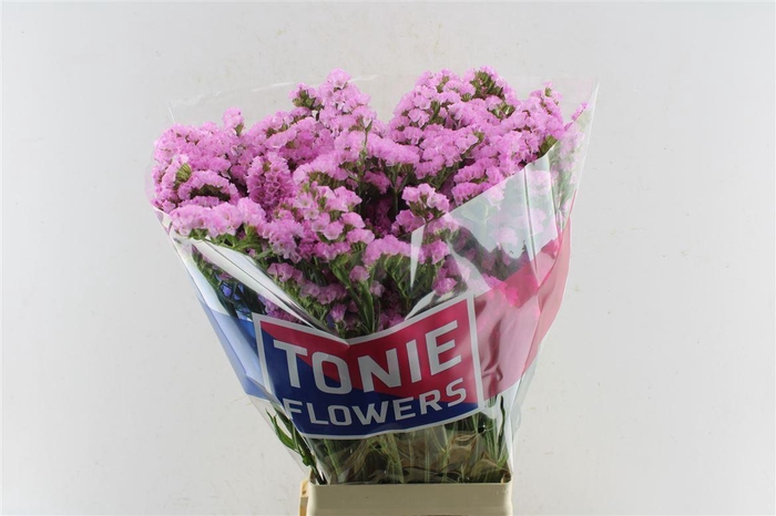 <h4>Lim S Rosel Su Birds</h4>