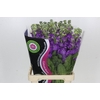 Matthiola Iron Blue