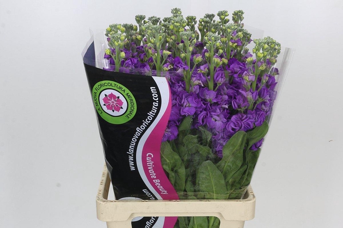 Matthiola Iron Blue