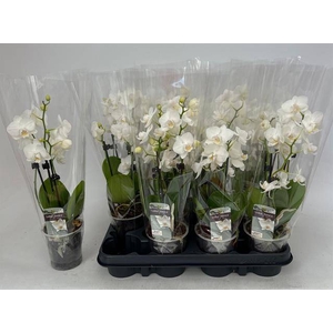 PHAL WHITE 2 TAK P9