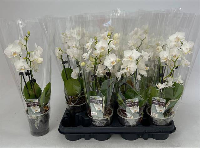 <h4>PHAL WHITE 2 TAK P9</h4>