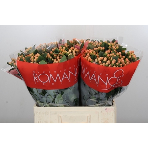 Hypericum Mellow Romance