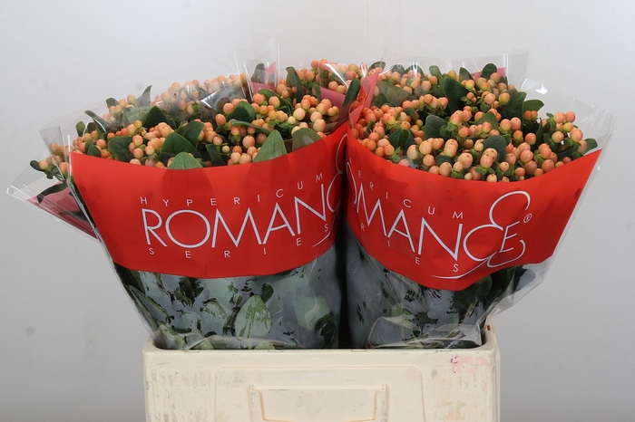 <h4>Hypericum Mellow Romance</h4>