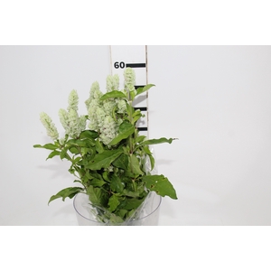 CAMARAO VERDE 050 CM