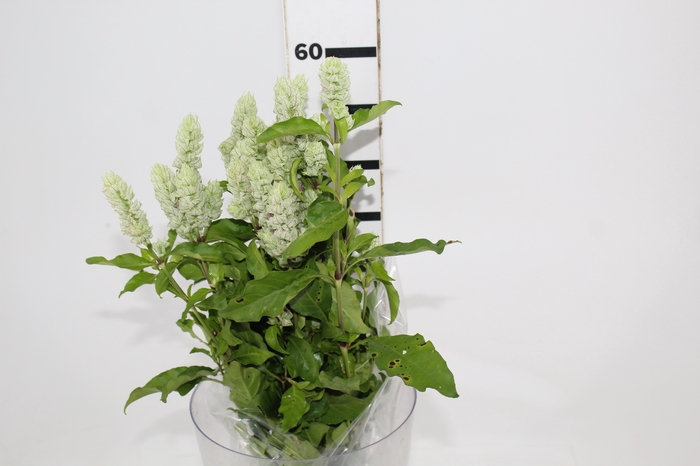 <h4>CAMARAO VERDE 050 CM</h4>