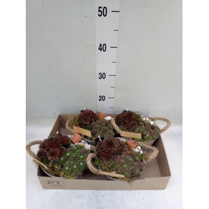 Arr.  Sempervivum L%