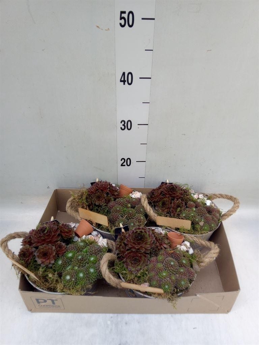 <h4>Arr.  Sempervivum L%</h4>