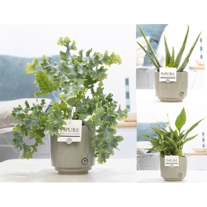 Groene planten mix icm P&PURE Tess Grey pottery