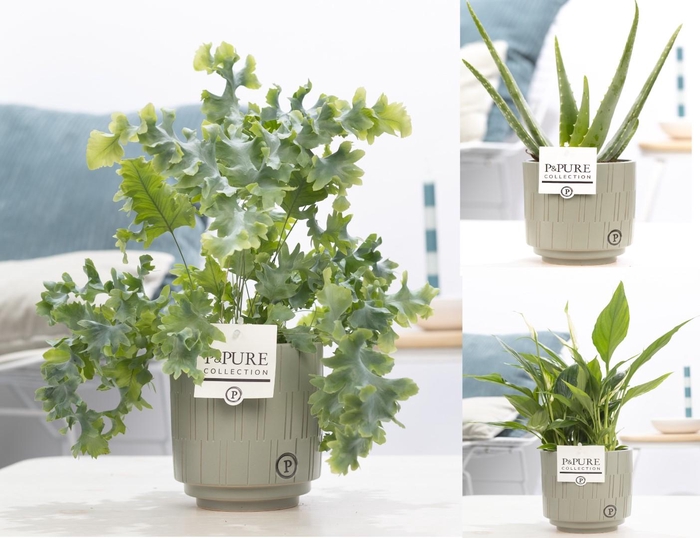 <h4>Groene planten mix icm P&PURE Tess Grey pottery</h4>
