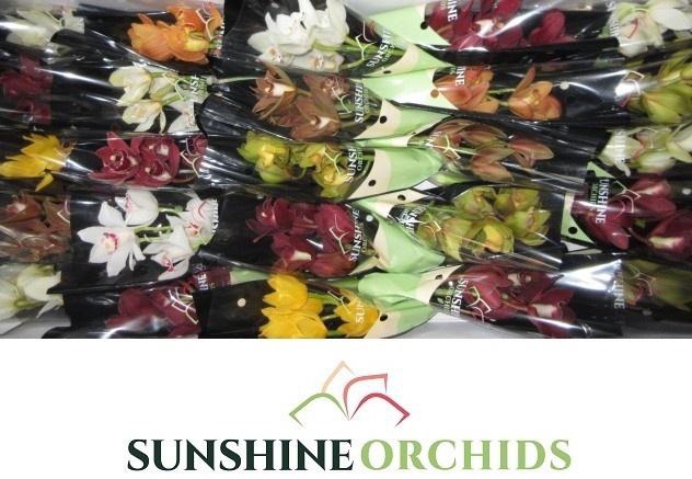 <h4>CYMB MI GEM</h4>