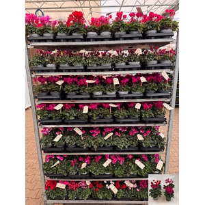 Cycl Md Garden
