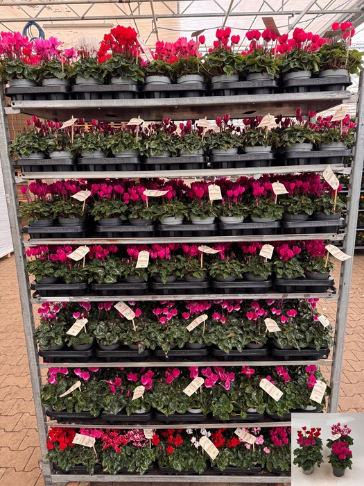 <h4>Cycl Md Garden</h4>
