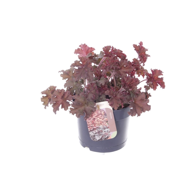 <h4>Heuchera Melting Fire</h4>
