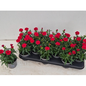 DIAN OSC CHERRY