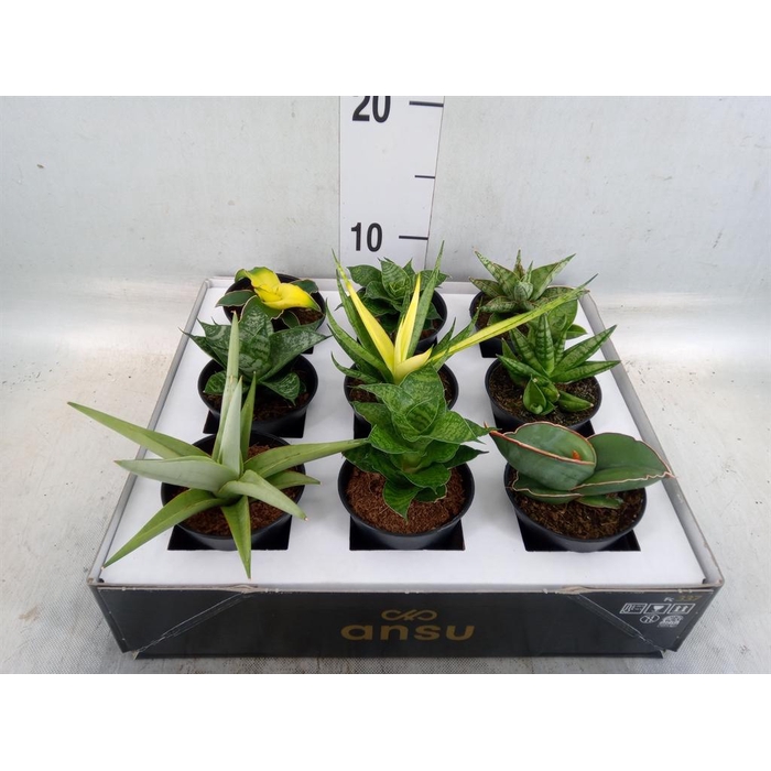 <h4>Sansevieria   ...</h4>