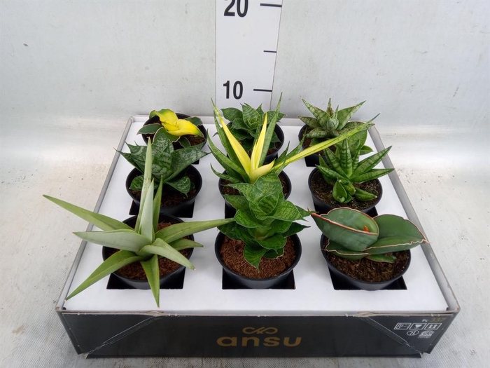 <h4>Sansevieria   ...</h4>