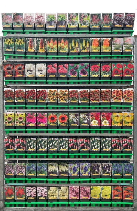 Vaste planten mixkar