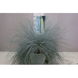 Festuca Gl. Intense Blue