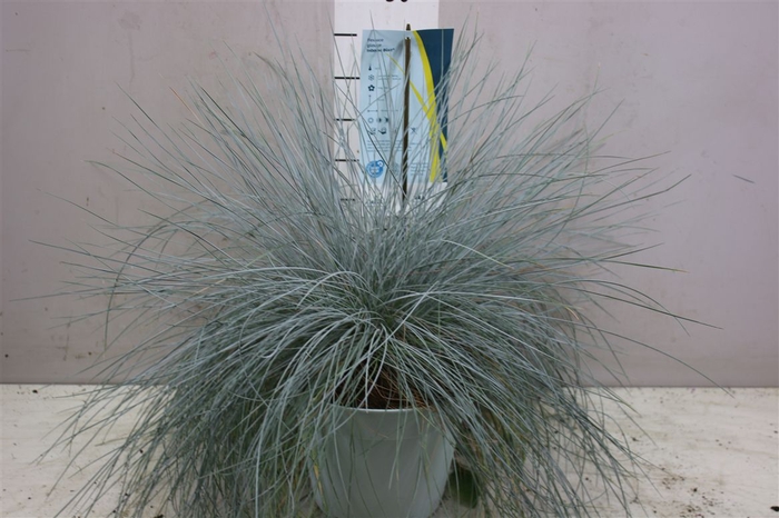 <h4>Festuca Gl. Intense Blue</h4>
