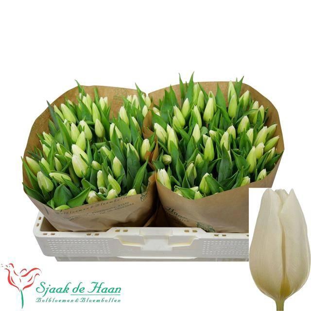 <h4>TU EN WHITE PRINCE</h4>