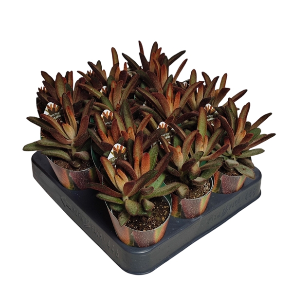 <h4>KALANCHOE TOMENTOSA 'CHOCOLATE SOLDIER' - POT Ø 6,5 WITH POTCOVER (SUCCULENTEN)</h4>