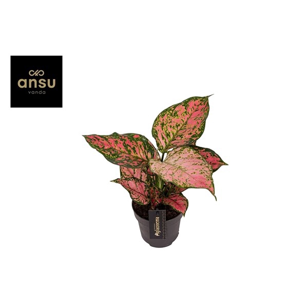 <h4>Aglaonema Crimson Love</h4>