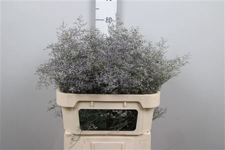 <h4>Lim Beltlaard</h4>