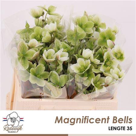 <h4>HELL MAGNIFIC BELLS HEL SPAND</h4>