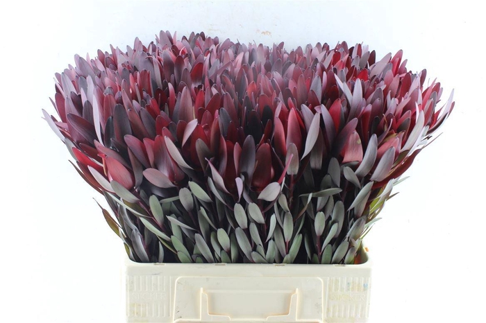 <h4>LEUCAD SAF SUNSET</h4>