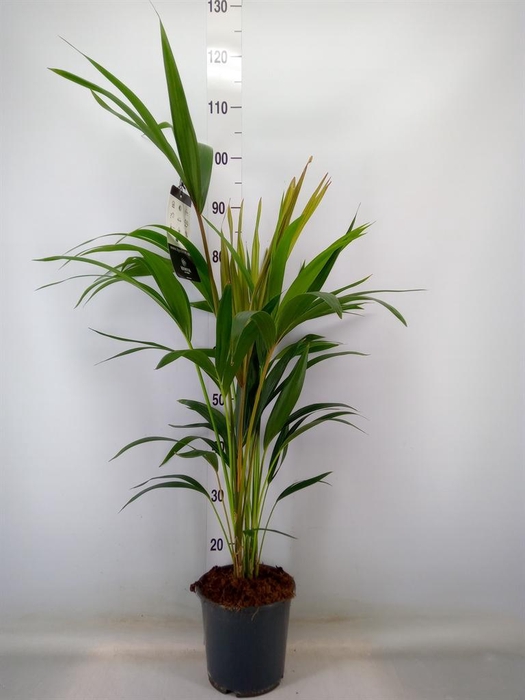 <h4>Howea forsteriana</h4>