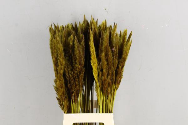 Df Pampas Silvy O.yellow