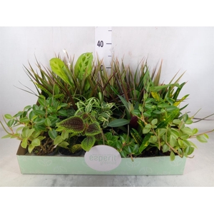 Planten  ..mix