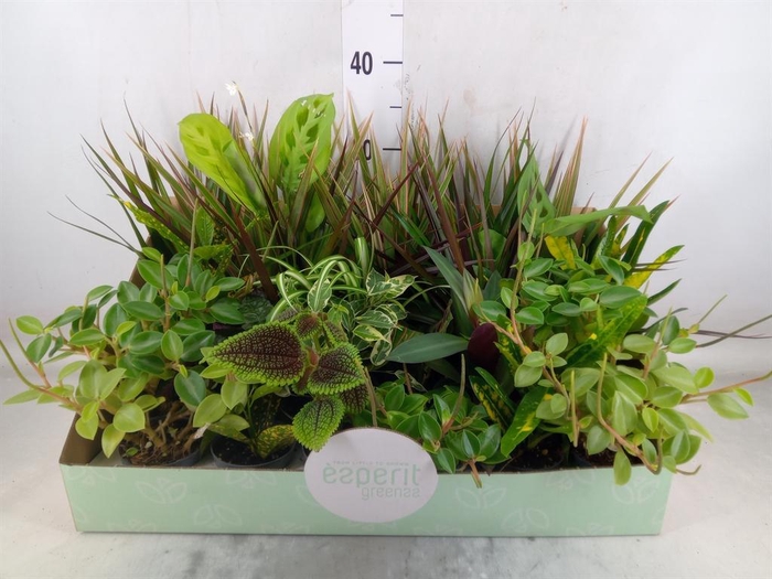 <h4>Planten  ..mix</h4>