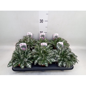 Primulina dryas 'Purpelina'