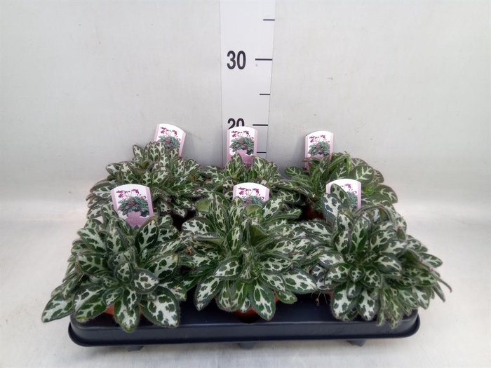 <h4>Primulina dryas 'Purpelina'</h4>