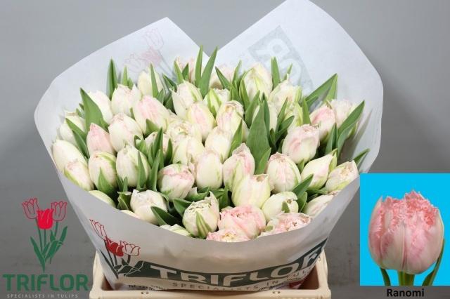 <h4>TU FR RANOMI</h4>