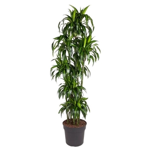 Dracaena fragrans 'Hawaiian Sunshine' (toef)