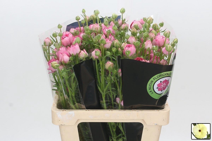 <h4>RAN N MODERNA DOLCE</h4>