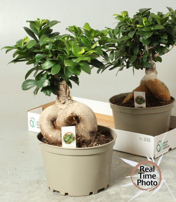 <h4>FIC MI GINSENG</h4>