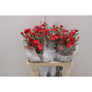 Di Solomio Symply Love